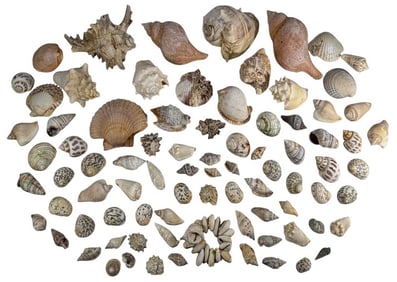 Assorted Group of Natural Seashell Marine Fossils