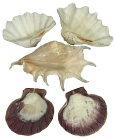 Large Natural Seashell Collection 5pc LOT