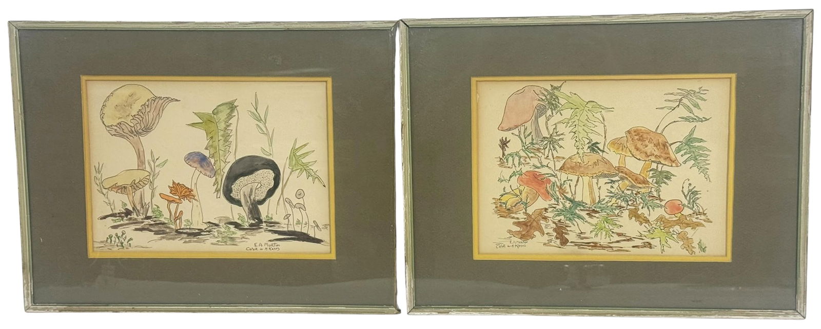 E.A. Morton Mushroom Drawings Colored by H. Kayes (1 of 10)
