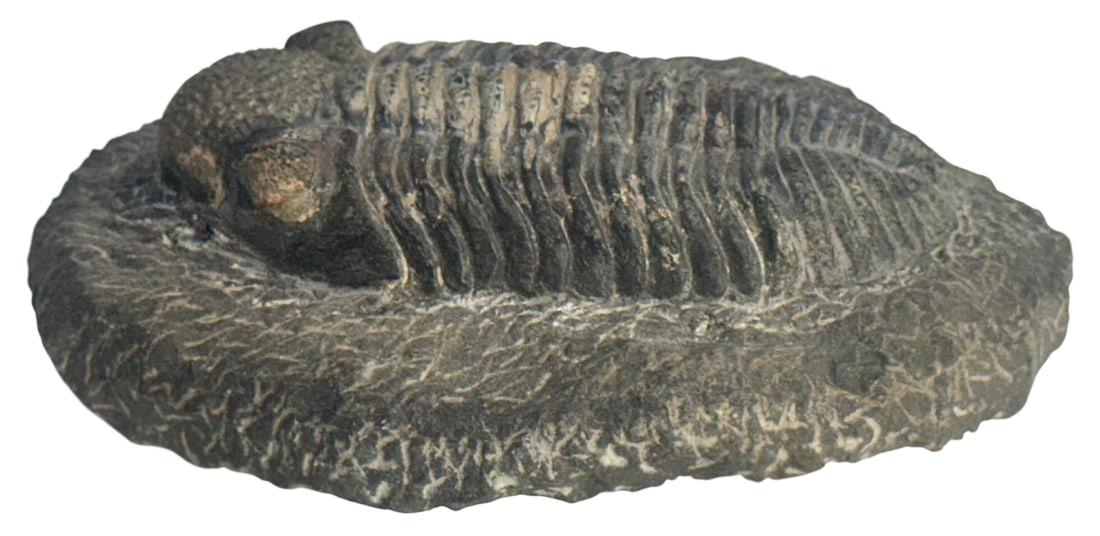 Extinct Trilobite Fossilized Specimen 7" x 5.5" (1 of 4)