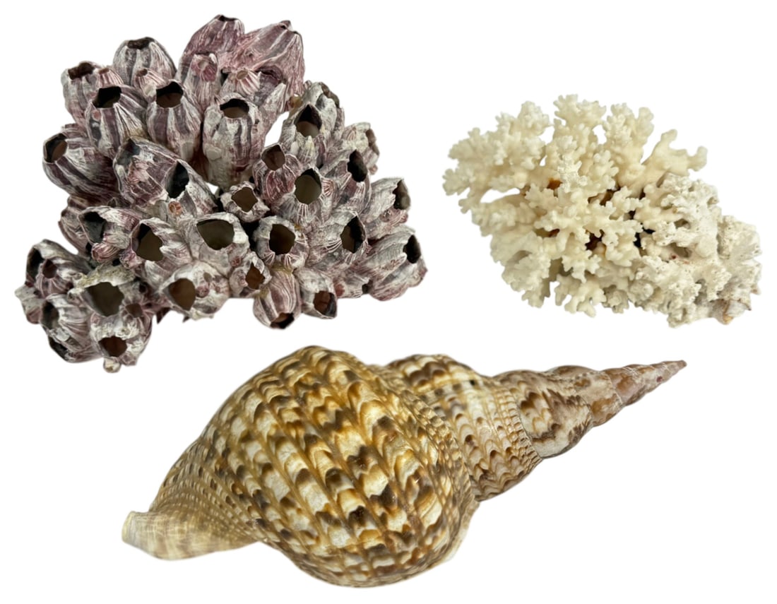 Natural Sea Shell and Coral Specimens 3pc LOT: Lot of three natural marine specimens including a large spiral sea shell, barnacle cluster, and white branching coral piece. The lot displays natural textures and coloration typical of ocean collected