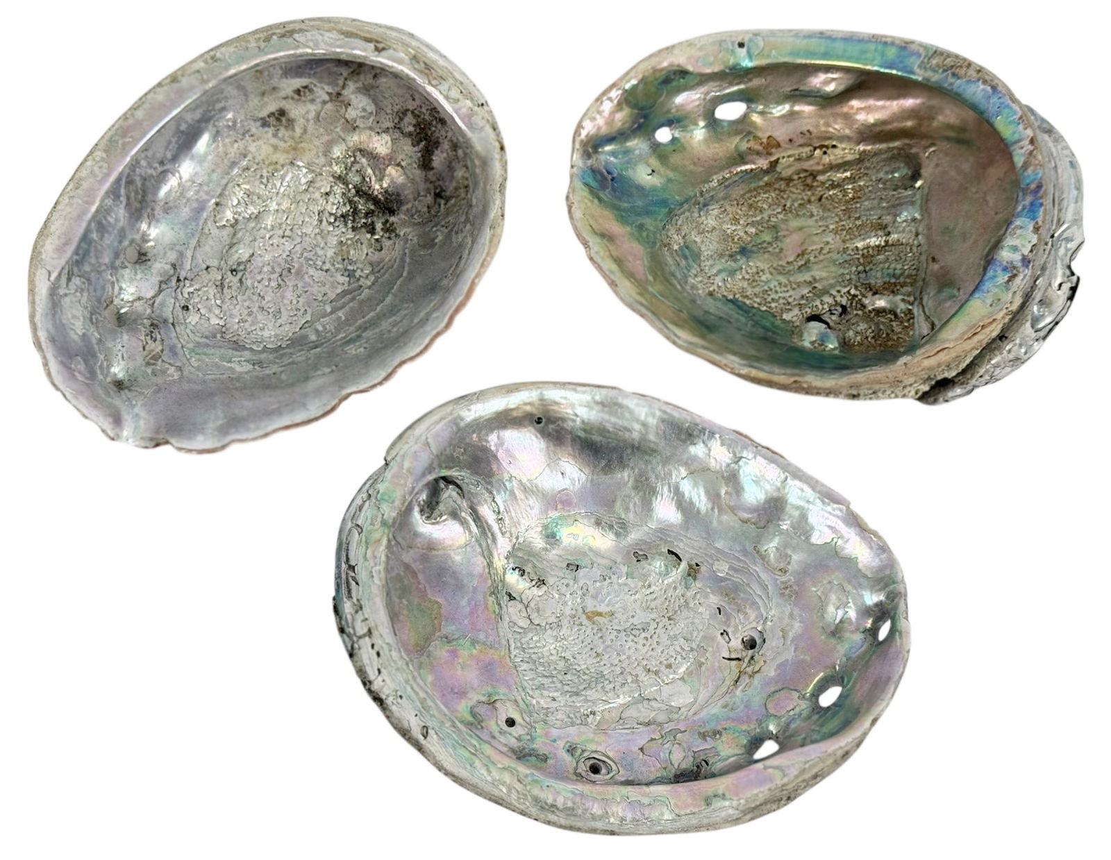 Natural Organic Abalone Shell Specimens 3pc LOT: Group of three natural abalone shells with iridescent mother of pearl interiors. The shells display natural perforations and textured exterior surfaces typical of marine abalone. Suitable for decorati