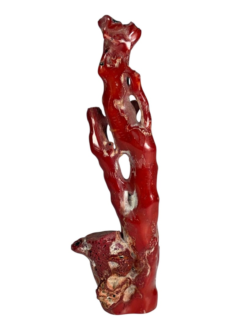 Natural Fossilized Red Coral Specimen Sculpture: Natural coral, polished fossilized red coral specimen with organic branching form, natural perforations, and textured surface showing rich red tones and visible growth patterns.Dimensions: 8.25 X 2.75