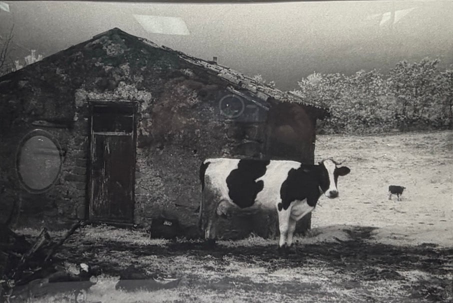 1986 Cow & Farm House Photo Print 9/25, SIGNED: Black and white photograph depicting a cow standing beside a rural farmhouse, signed and dated 1986 to the lower right, editioned 9/25, presented in frame. Dimensions: 20.75 X 24.75 X 1 in. Condition:
