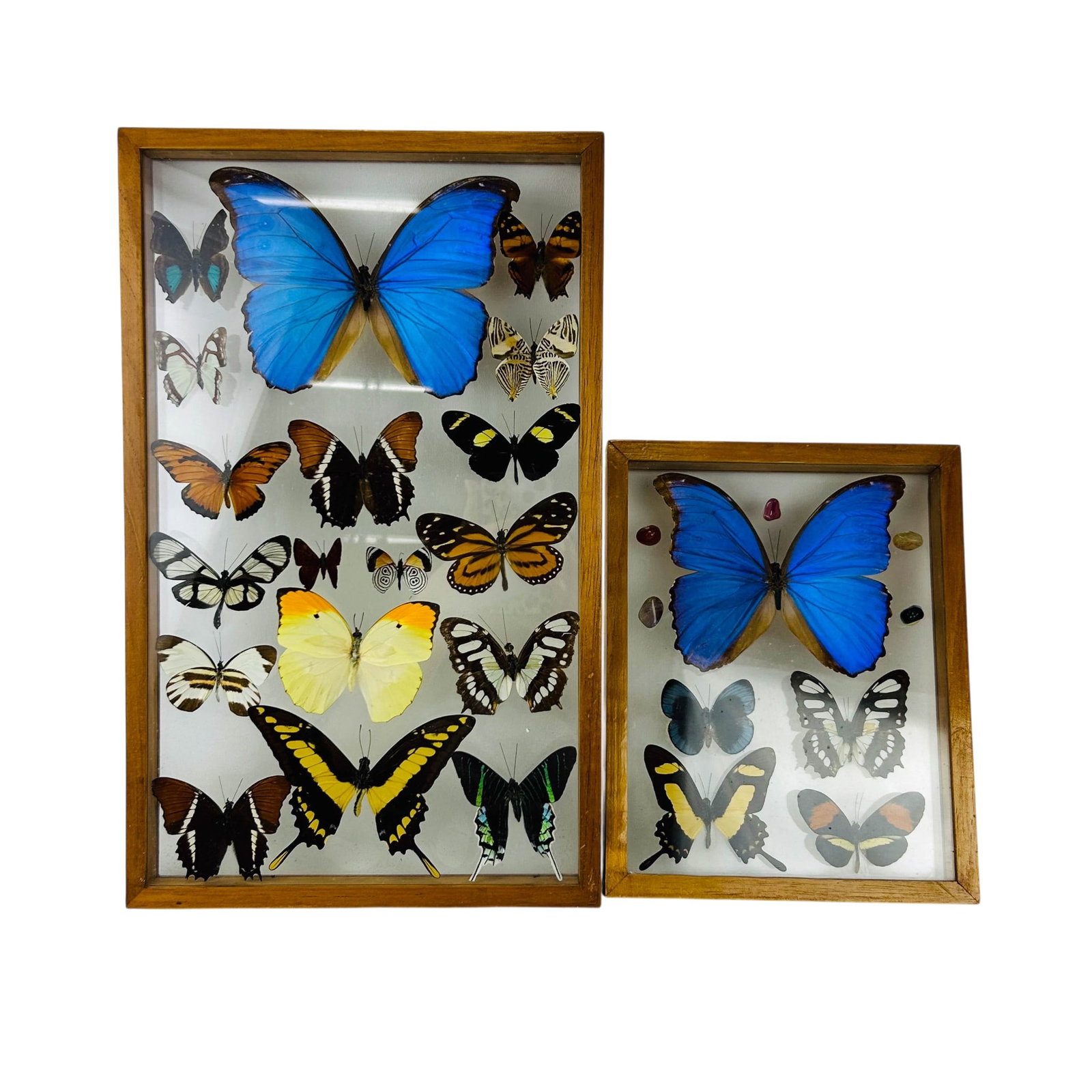 Butterfly Taxidermy Framed Specimen Display Cases (1 of 4)