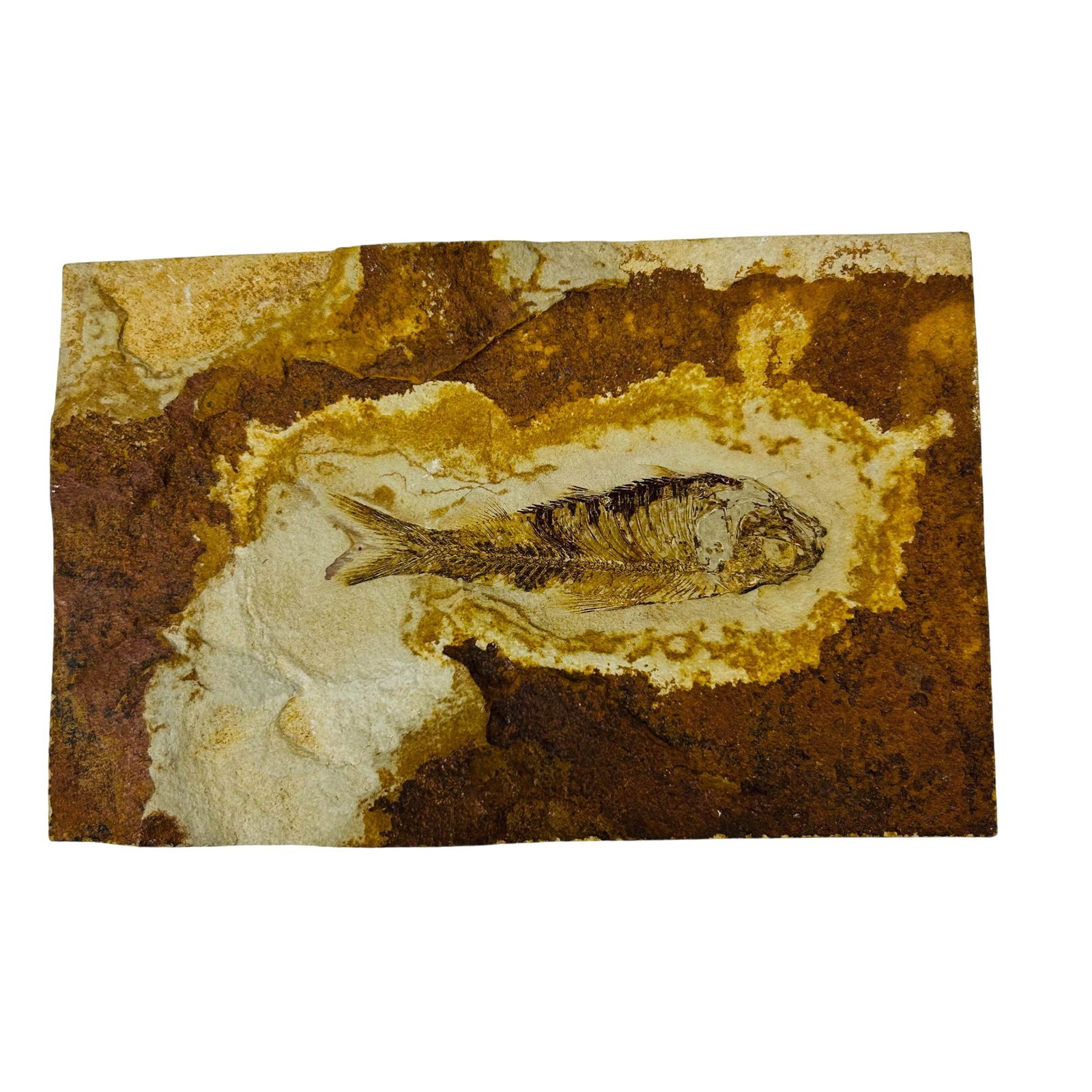 Green River Fossilized Fish Specimen Stone Plaque (1 of 4)