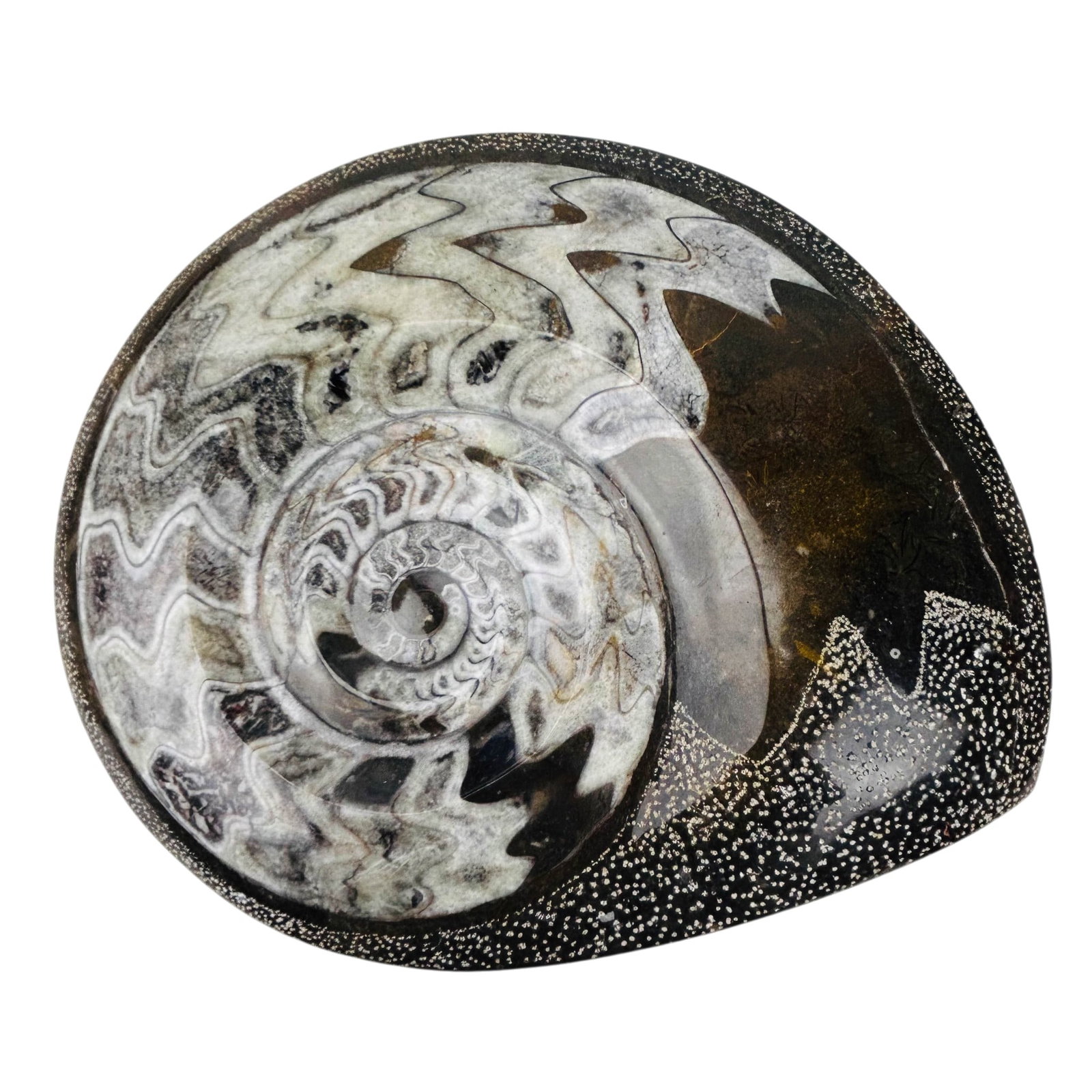 Polished Ammonite Spiral Shell Fossilized Specimen (1 of 4)