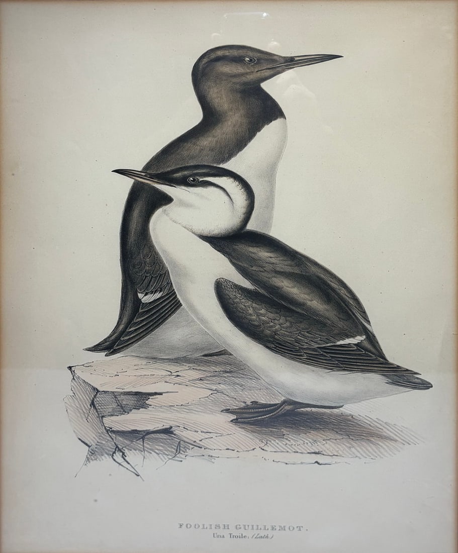 Framed John Gould Foolish Guillemot Lithograph (1 of 5)