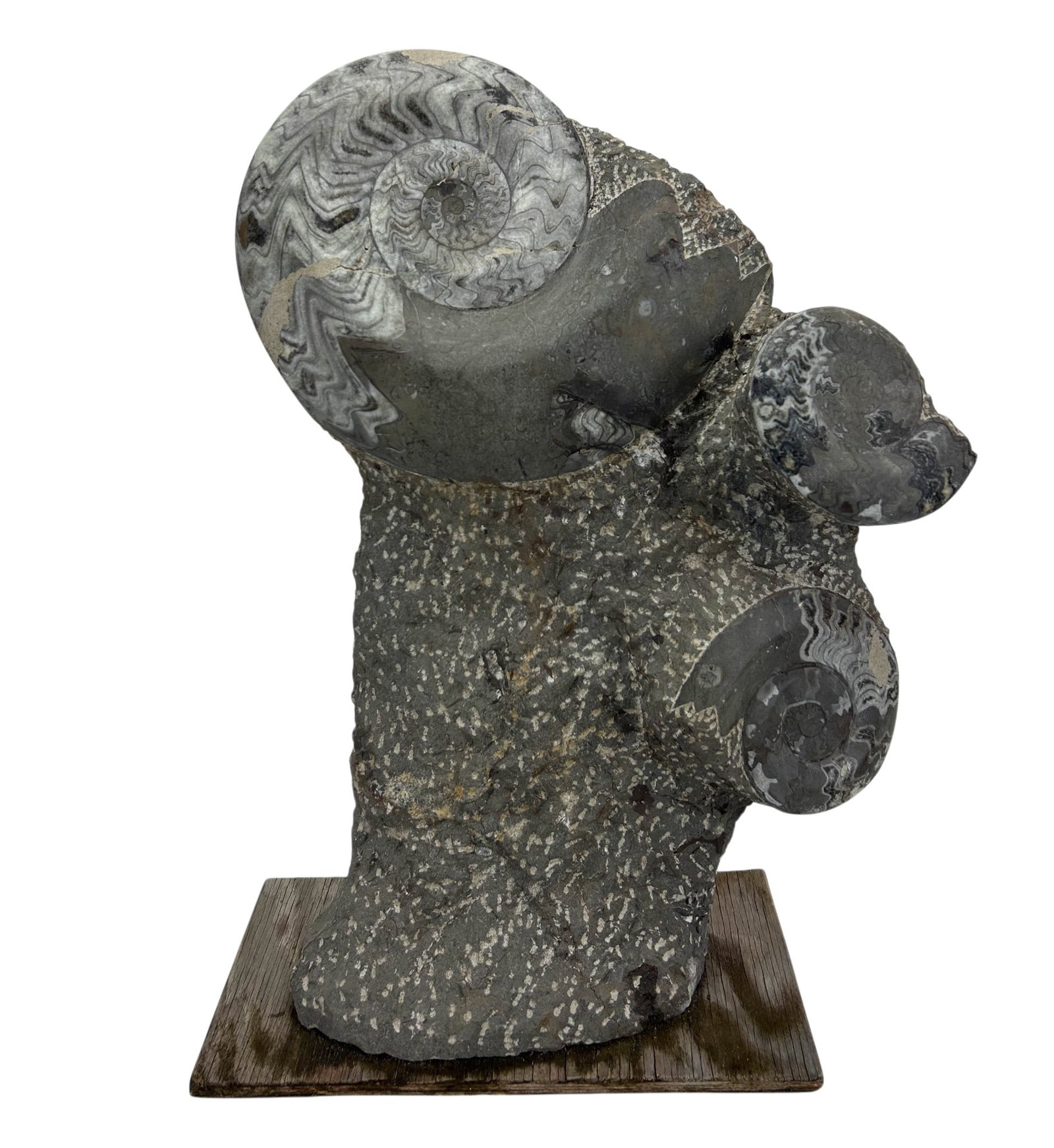 Orthoceras & Ammonite Fossil Specimen Sculpture (1 of 17)