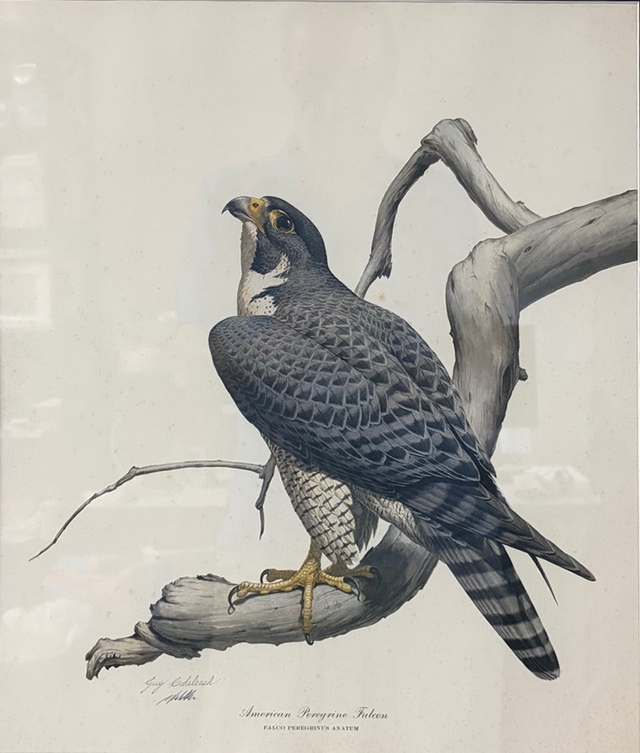 Guy Coheleach Peregrine Falcon Lithograph Framed (1 of 4)