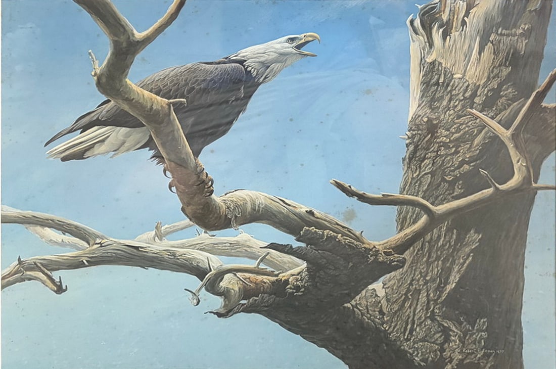 Robert Bateman Eagle Framed Wildlife Print Artwork: Framed wildlife print by Robert Bateman depicting a bald eagle perched on a tree branch against a blue sky. The artwork bears the artist's signature and 1977 copyright within the image. Presented