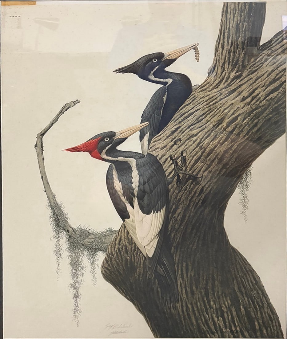 Guy Coheleach Woodpeckers Framed Print Plate XXI: Framed wildlife print by Guy Coheleach depicting a pair of Ivory-Billed Woodpeckers perched on a tree trunk. The print is identified as Plate No. XXI and bears a pencil signature by the artist in the