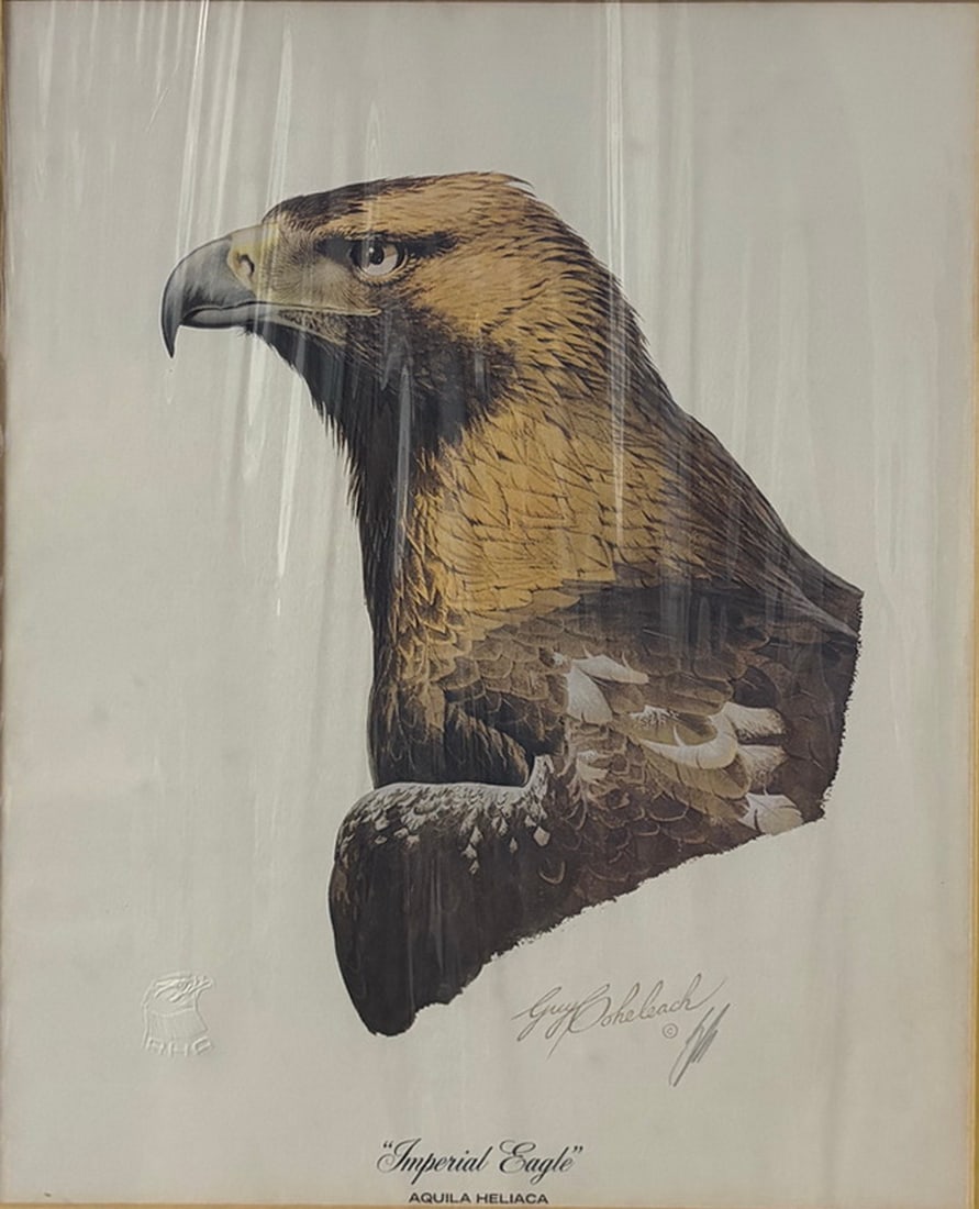 Guy Coheleach "Imperial Eagle" Framed Print LE: Framed wildlife print titled "Imperial Eagle" (Aquila heliaca) by Guy Coheleach. The print bears the artist's signature in the image and is mounted on presentation board beneath protective plastic