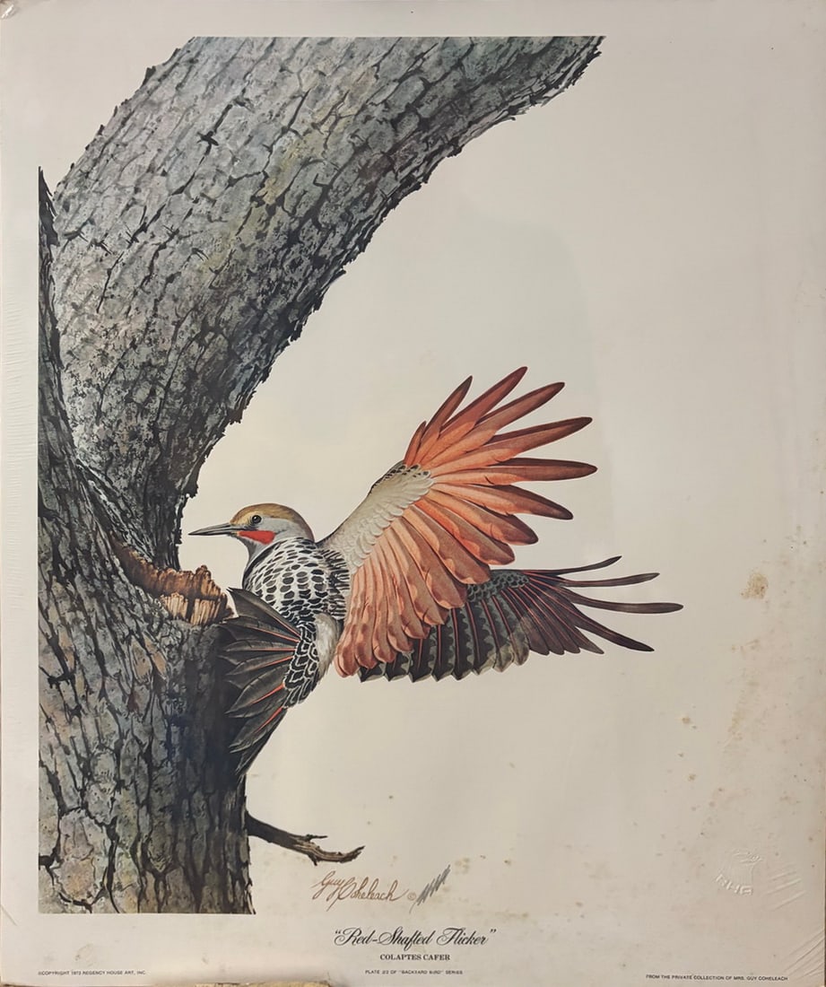Guy Coheleach Red-Shafted Flicker Print Plate 2: Wildlife print by Guy Coheleach titled "Red-Shafted Flicker" (Colaptes cafer). Identified as Plate #2 of the "Backyard Bird" Series and bearing the artist's signature in the image. Published by