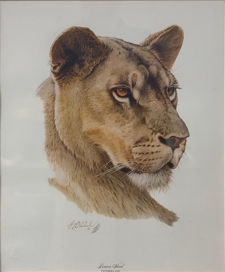Guy Coheleach Lioness Head Wildlife Print Art: Wildlife print by Guy Coheleach titled "Lioness Head" (Panthera leo), featuring a printed artist signature and embossed publisher's seal. Unframed on heavy presentation board. Work Size: 18 x 14 in.
