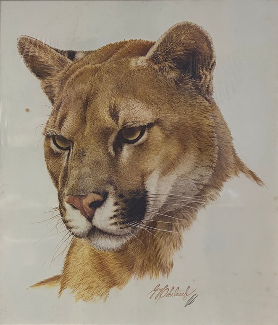 Guy Coheleach Puma Wildlife Print on Rag Board: Wildlife print by Guy Coheleach depicting a puma (mountain lion) head study. Printed artist signature with embossed publisher's seal. Mounted on museum-quality 100% rag board with Sportsman's Edge