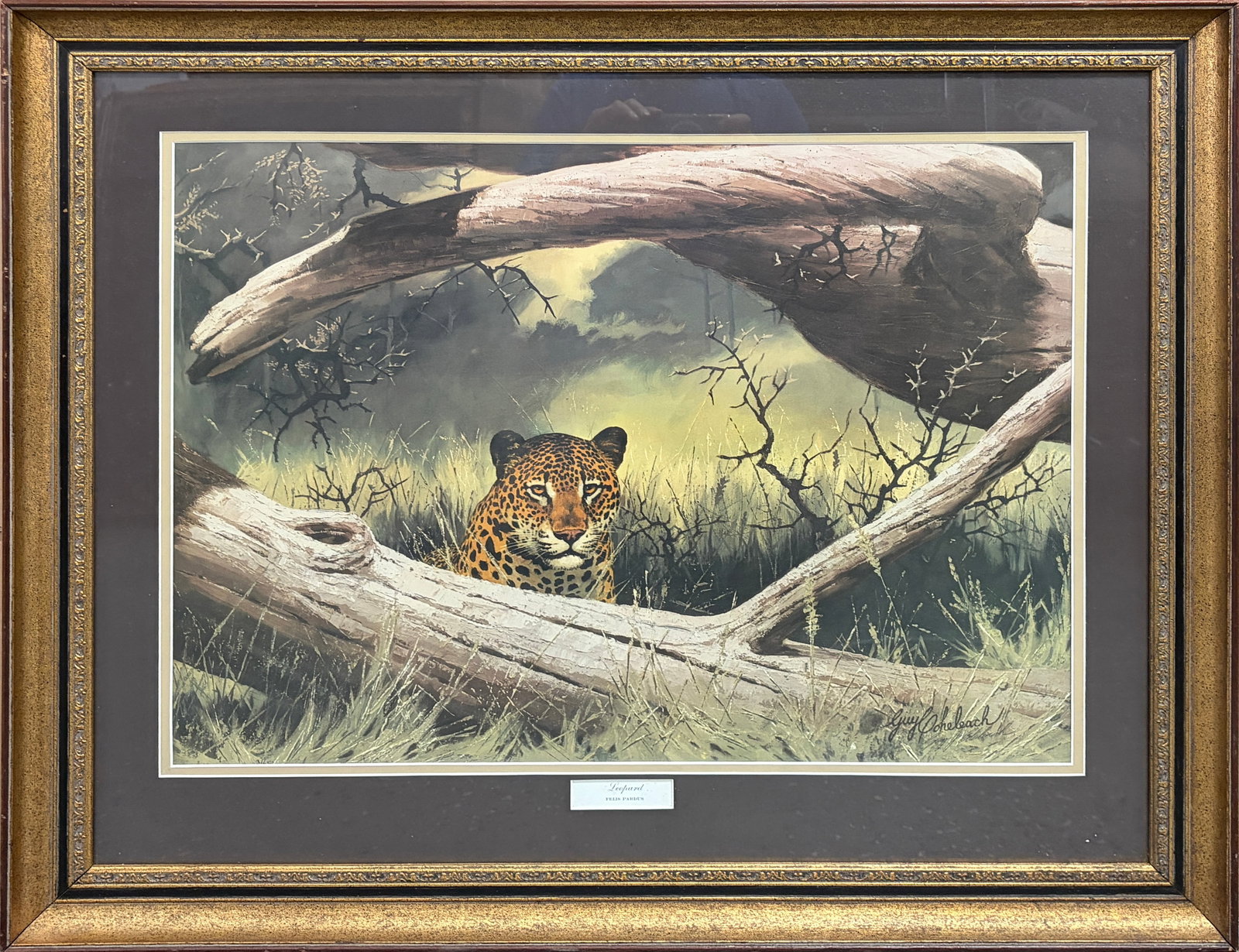 Guy Coheleach Leopard Signed Lithograph Framed Art - 2