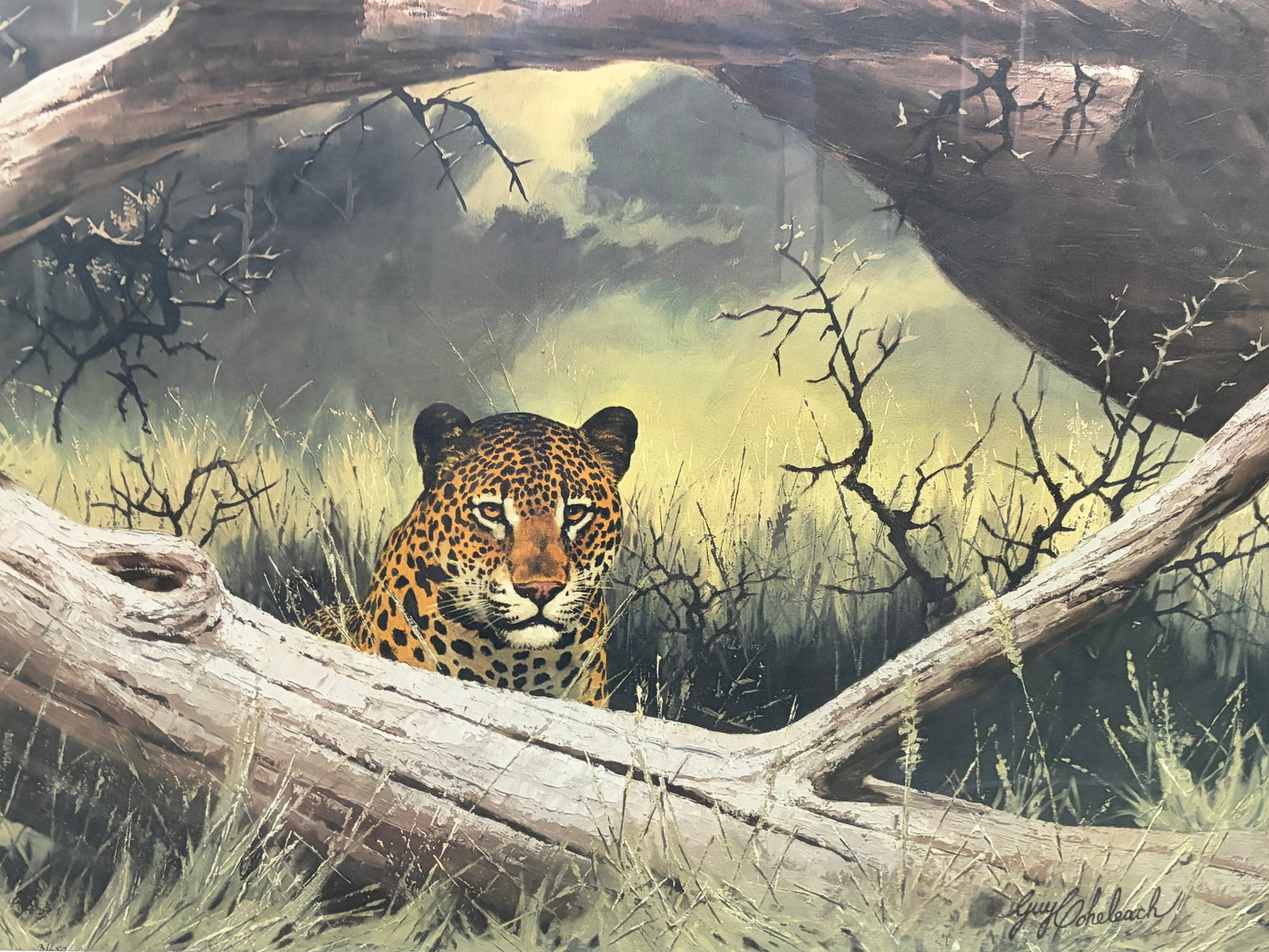 Guy Coheleach Leopard Signed Lithograph Framed Art - 3