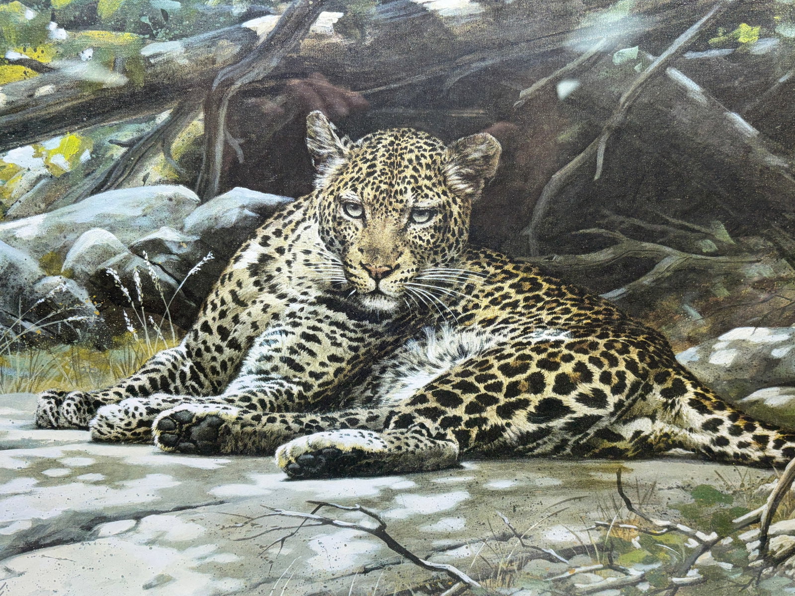 Guy Coheleach Signed Leopard Lithograph Framed Art - 3