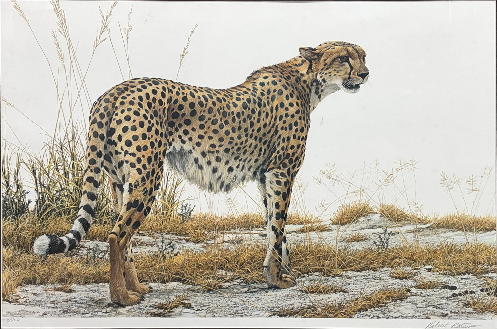 Robert Bateman Cheetah Profile Signed Print Framed: Robert Bateman 'Cheetah Profile' signed limited edition print depicting a standing cheetah in its natural habitat. Pencil signed lower right and titled lower left. Presented in a wood frame under glas