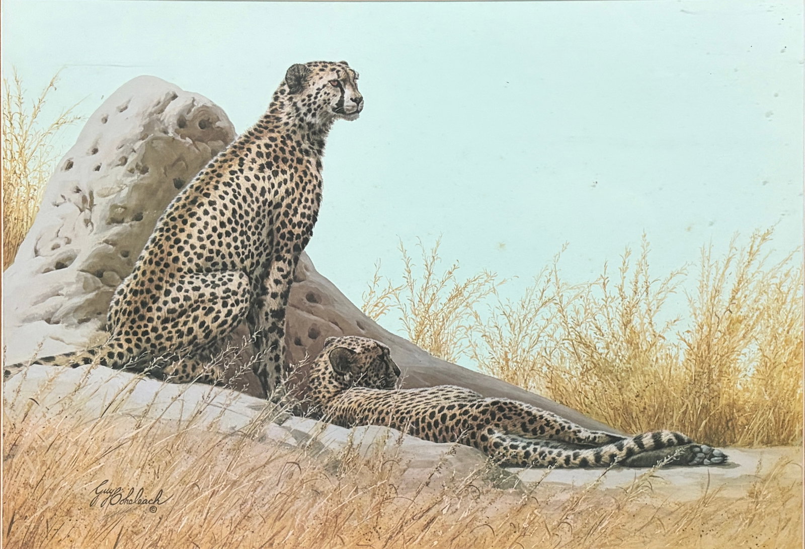 Guy Coheleach Cheetah Print Signed & Framed Art: Signed Guy Coheleach print depicting a seated cheetah in a natural landscape. Titled 'At Ease' on the gallery label. Presented in a wood frame under glass with double matting. Work Size: 22 x 29 in. D