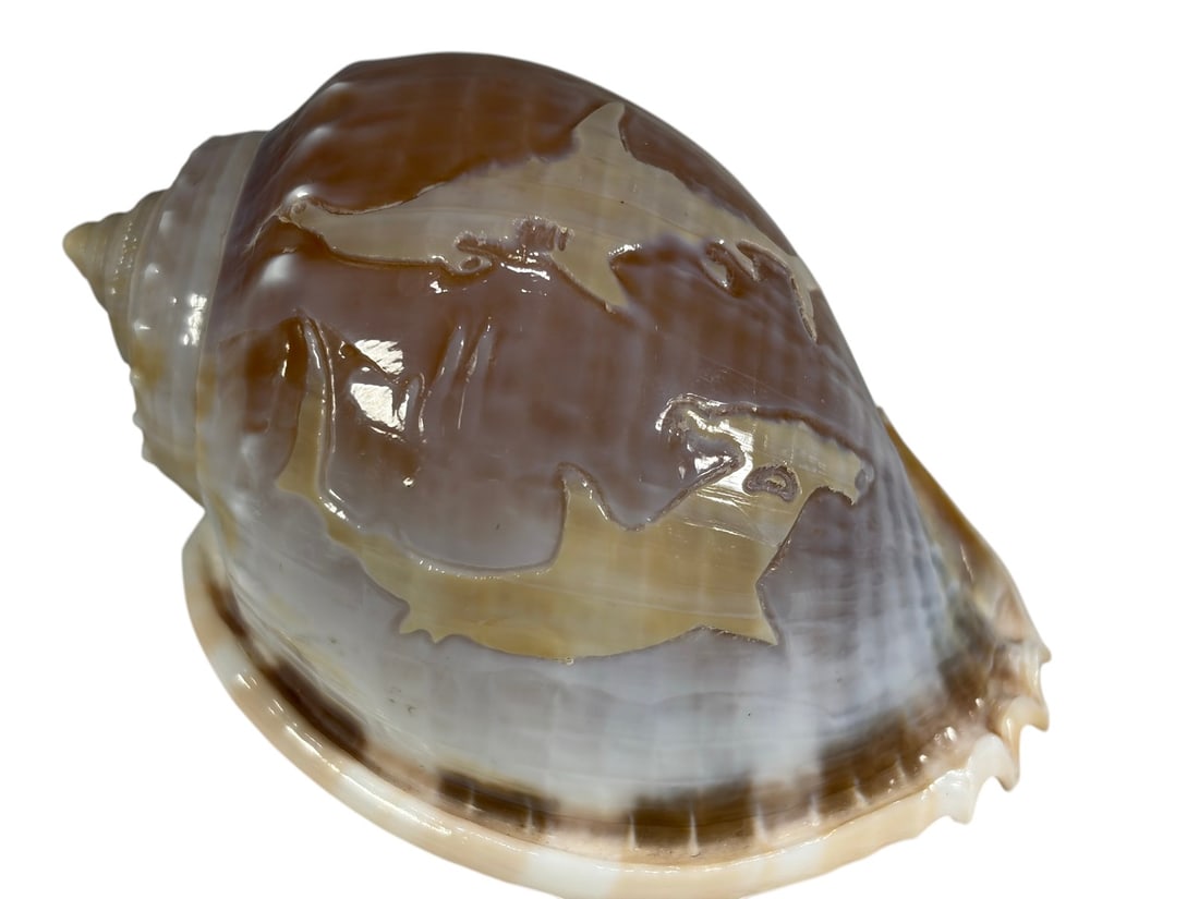 Assorted Natural Seashells Collection 4pc LOT - 2