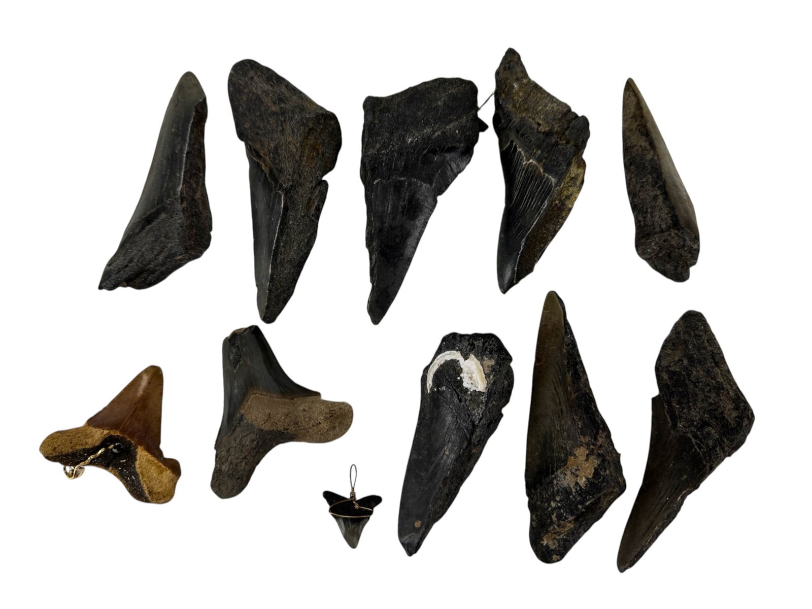 Fossil Shark Teeth, Pendant & Tooth Earrings LOT: Collection of fossilized shark teeth in varying sizes and forms, primarily displaying dark gray to black enamel crowns with preserved root material and sediment deposits. Several examples retain