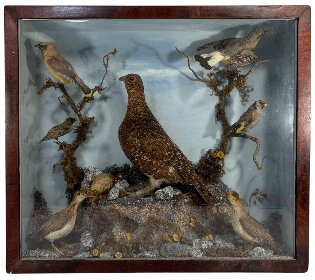 Vintage Taxidermy Bird Diorama Display Case: Vintage taxidermy bird diorama presented within a deep wood-framed glass display case. The naturalistic composition features a large grouse-type game bird surrounded by several smaller songbirds arran