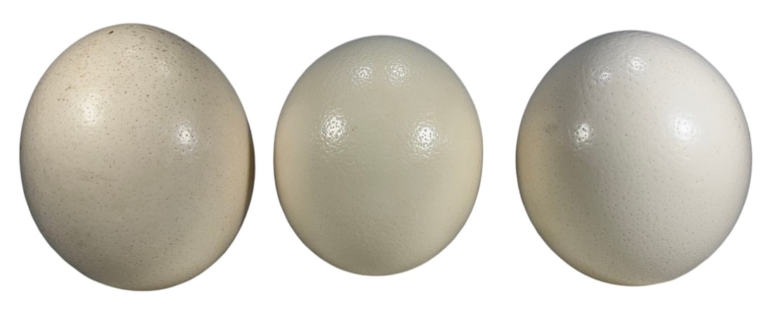 Ostrich Egg Shell Natural Decorative Objects 3pcs (1 of 5)