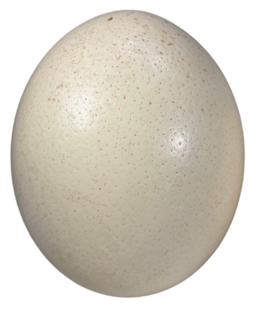 Ostrich Egg Shell Natural Decorative Objects 3pcs - 2