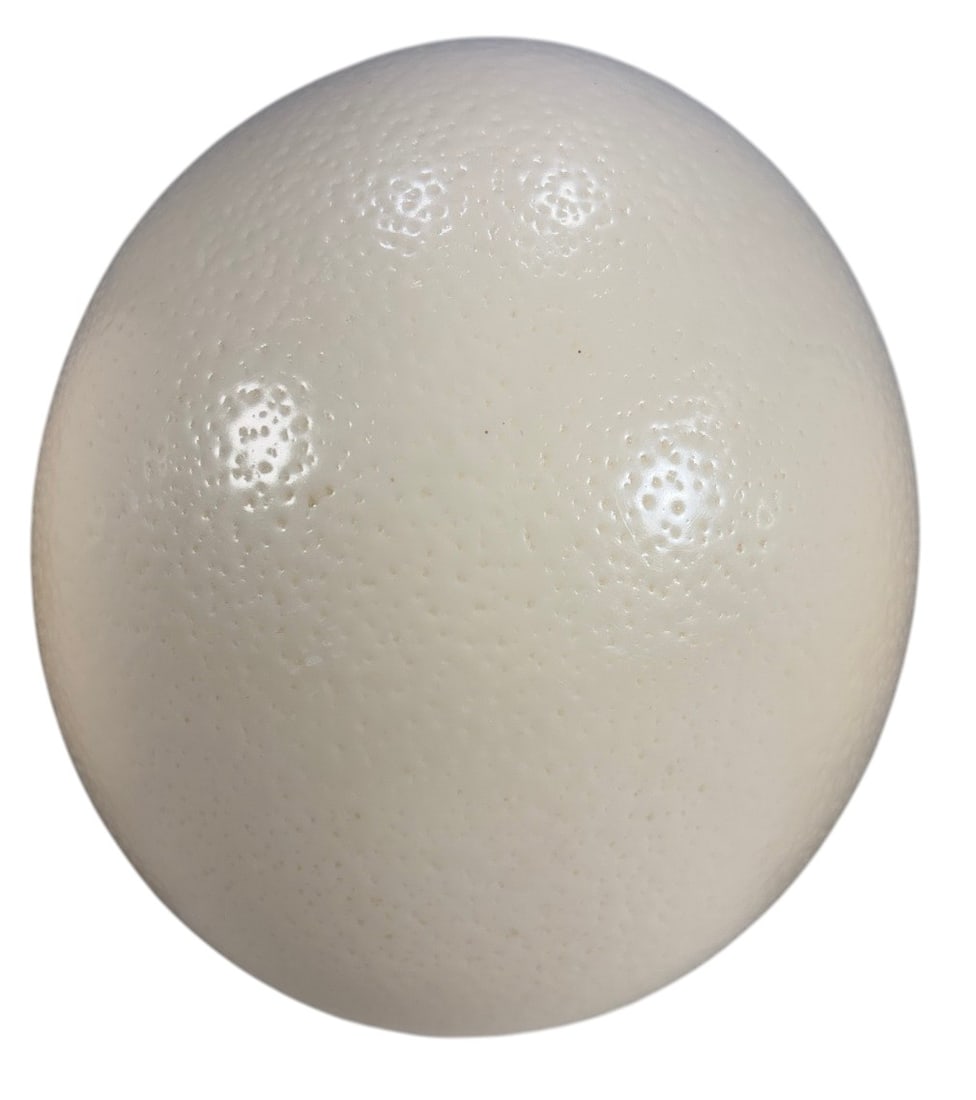 Ostrich Egg Shell Natural Decorative Objects 3pcs - 3