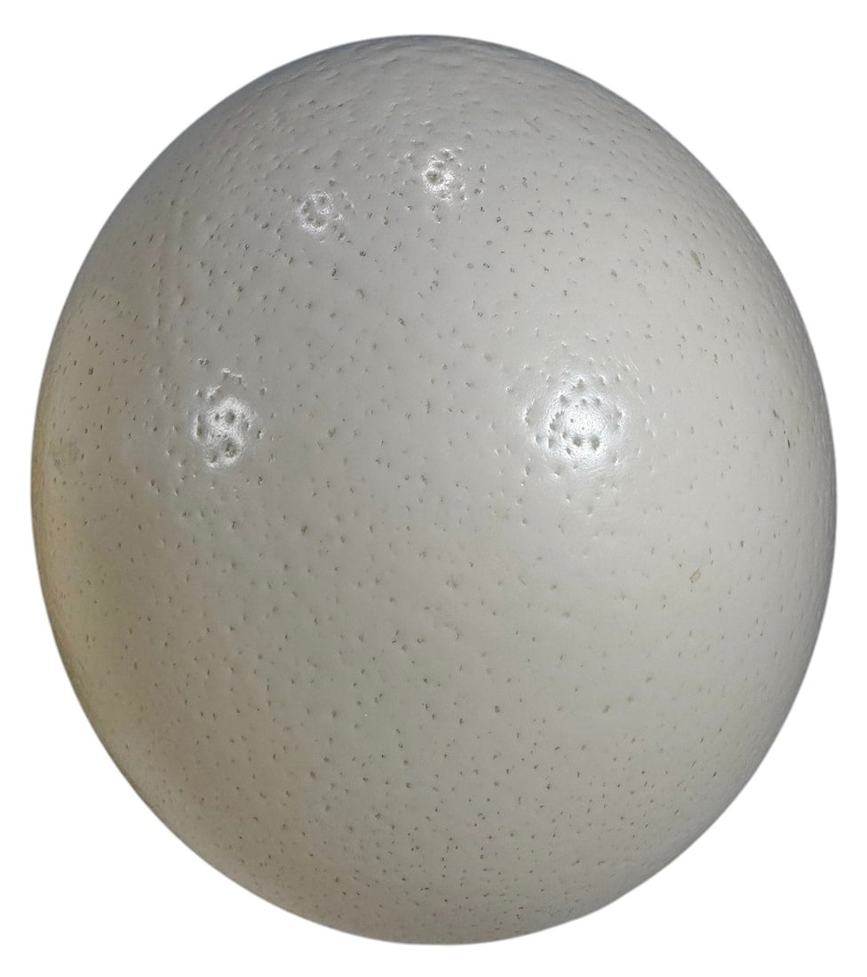 Ostrich Egg Shell Natural Decorative Objects 3pcs - 4