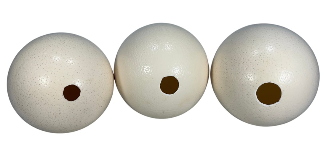 Ostrich Egg Shell Natural Decorative Objects 3pcs - 5