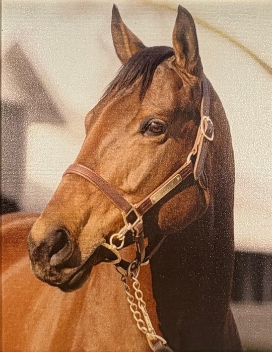 Equestrian Horse Portrait on Masonite, Gilt Framed: Framed on Masonite depicting a chestnut horse in profile wearing a halter. The composition presents a close-up equestrian portrait against a light background. Unsigned as visible. Housed in a decorati
