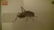 Chinese Antique Printed Painting Qi Baishi Framed - 2