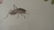 Chinese Antique Printed Painting Qi Baishi Framed - 7