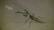 Chinese Antique Painting 齐白石 - 4