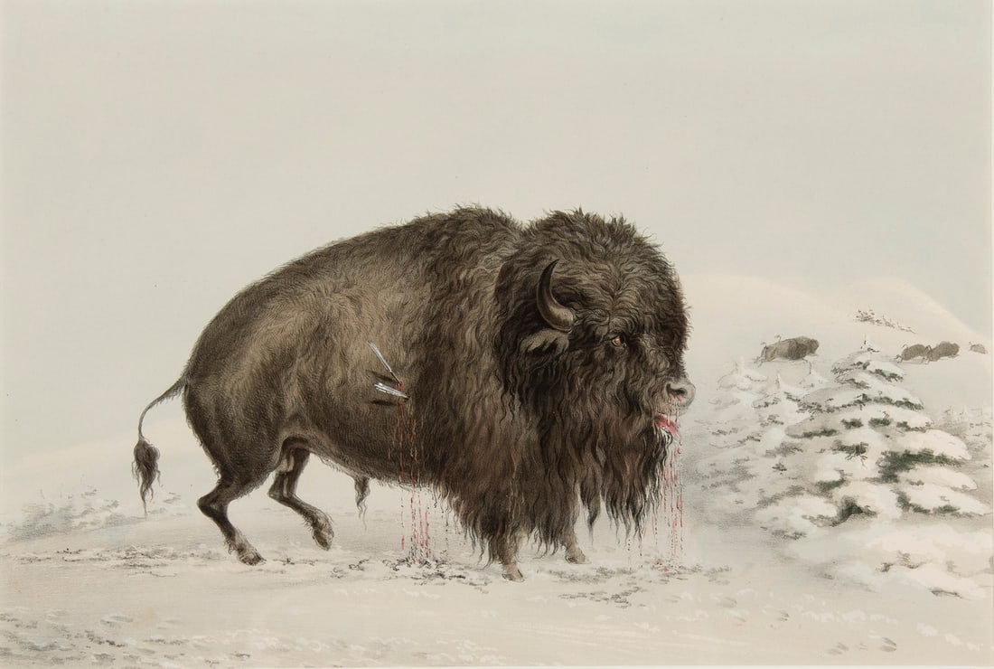 George Catlin, "Wounded Buffalo Bull" (1 of 3)