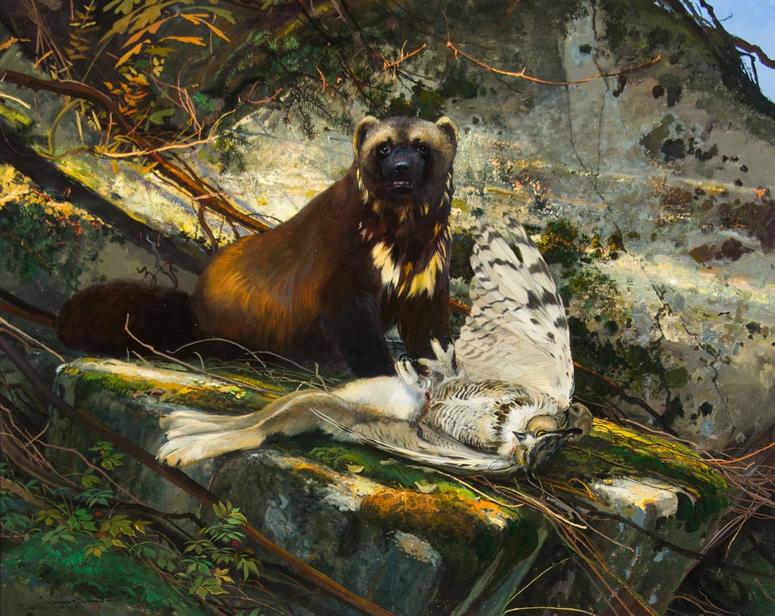 Michael Coleman, "In the Great North Woods - Wolverine and Great Horned Owl" (1 of 3)