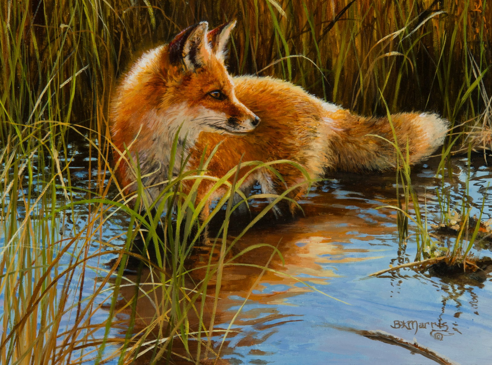 Bonnie Marris, "Red Fox In Scott's Pond" (1 of 3)
