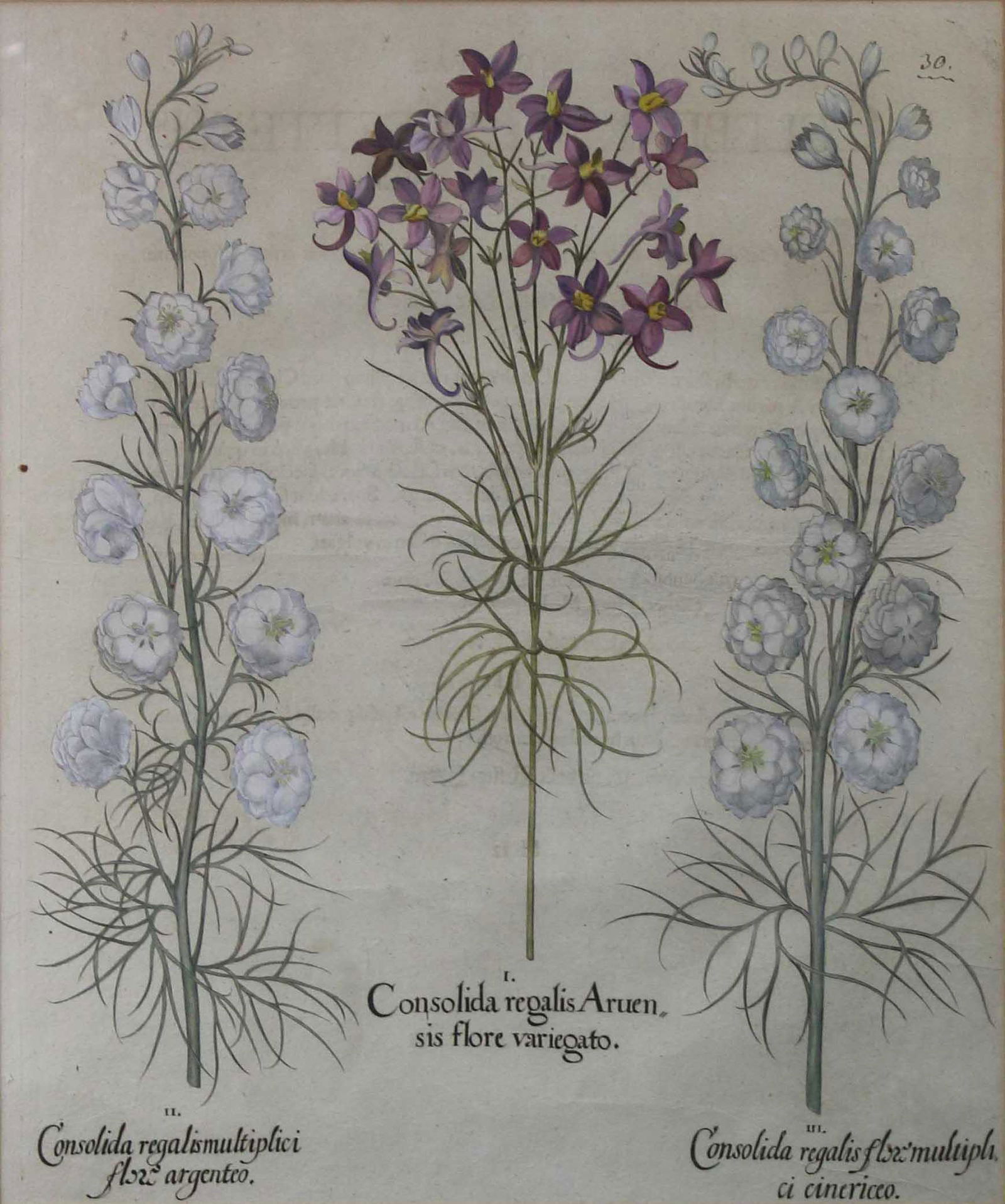 Basilius BESLER (1561 - 1629). Larkspur maid in the (1 of 6)
