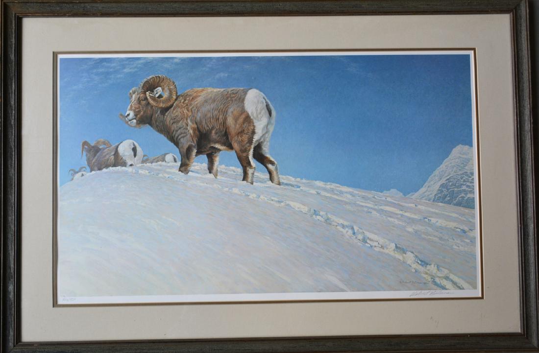 Robert Bateman (Canadian, b. 1930 - Lifetime member of: Robert Bateman (Canadian, b. 1930 - Lifetime member of the Royal Canadian Academy of Arts) - Wildlife print of big horn sheep in snow - pencil signed Robert Bateman copyright 1981 - limited edition 43