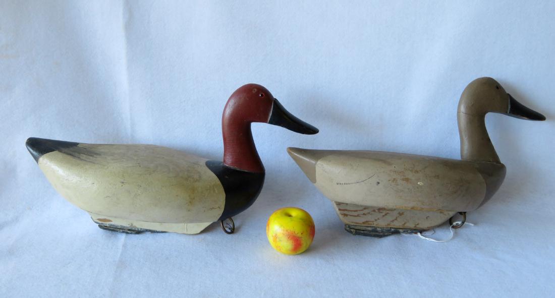 Pair of oversized Canvasback decoys with engraved (1 of 10)