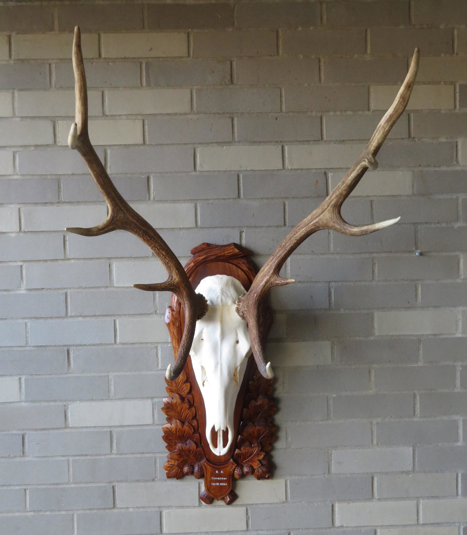 Mounted red stag skull and antlers on a carved wooden: Mounted red stag skull and antlers on a carved wooden plaque marked "S. C. / Debeser / 10.09.94" (Hungary). Overall size 26"W x 42"H x 24" depth. Very good condition.