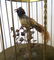 Fancy French automaton brass bird cage music box, with - 4