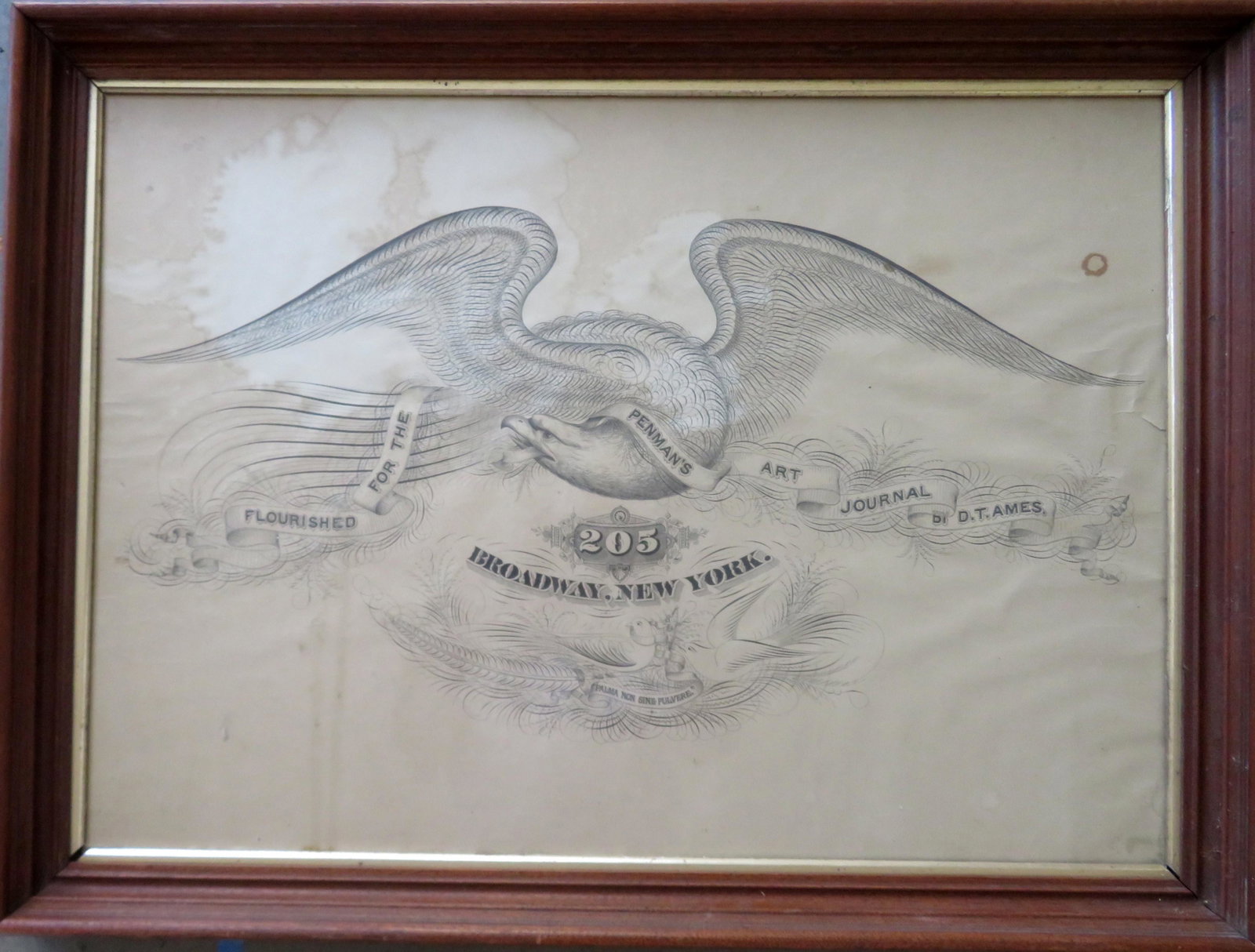 Large folio calligraphy print of a spread wing eagle,: Large folio calligraphy print of a spread wing eagle, 19th century, entitled "Flourished For The Penman's Art Journal by D.T. Ames / 205 Broadway, New York" (Daniel T. Ames was the publisher). Mounted