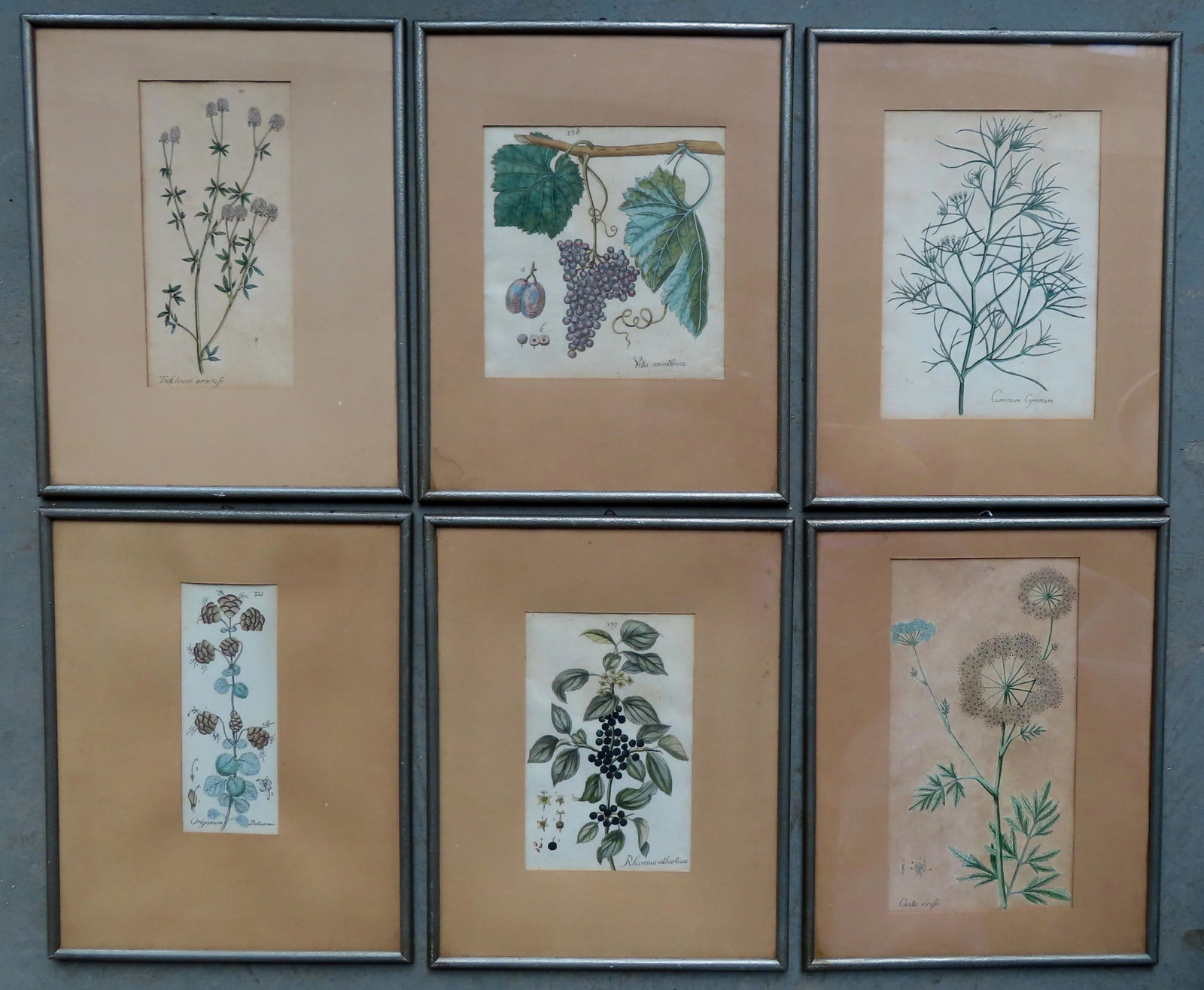 A grouping of 6 hand colored 18th century botanical (1 of 9)