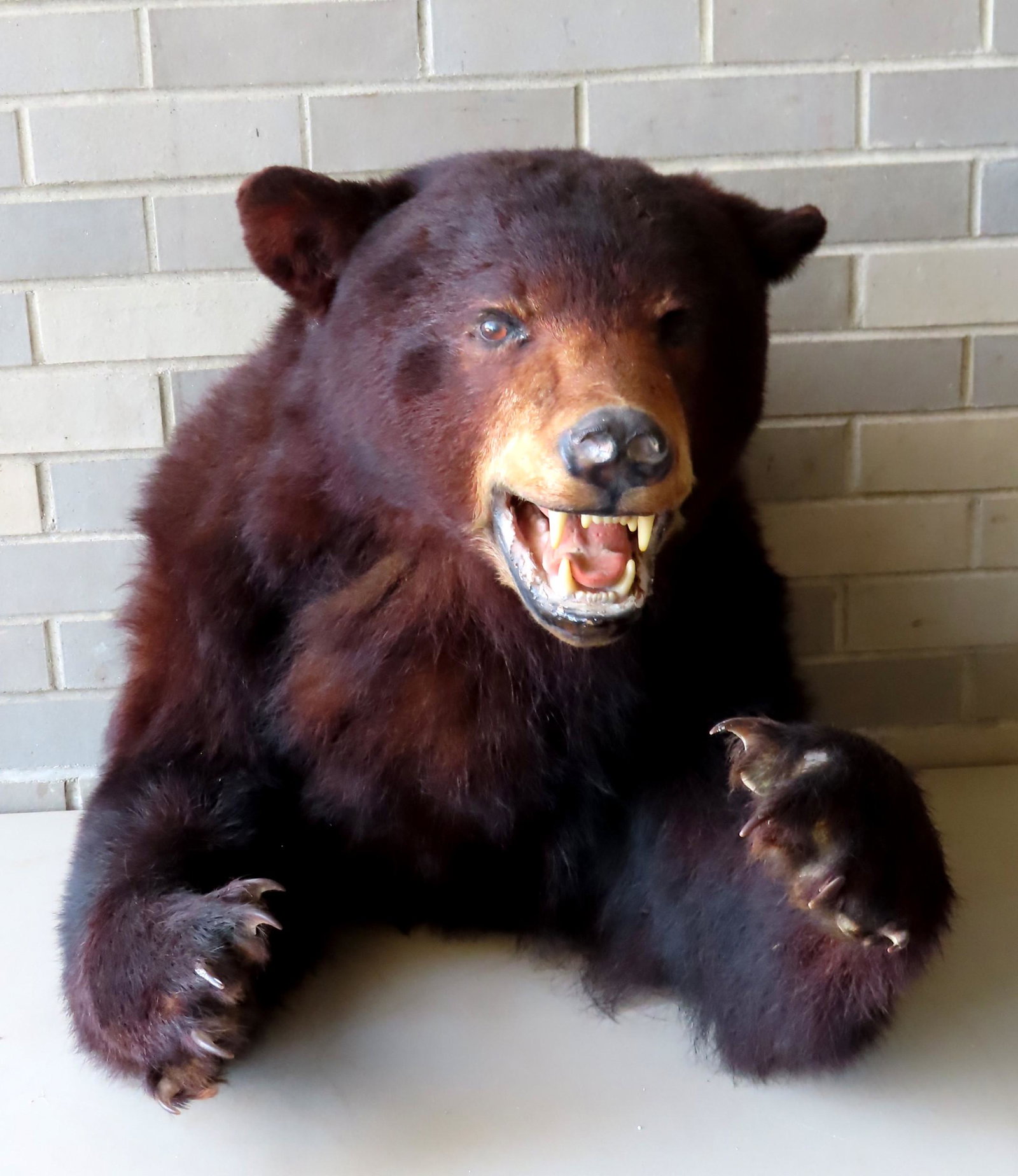 A black bear shoulder mount, 20th century. Very good: A black bear shoulder mount, 20th century. Very good condition. Measures 28 1/4"D x 21"H x 17"W.