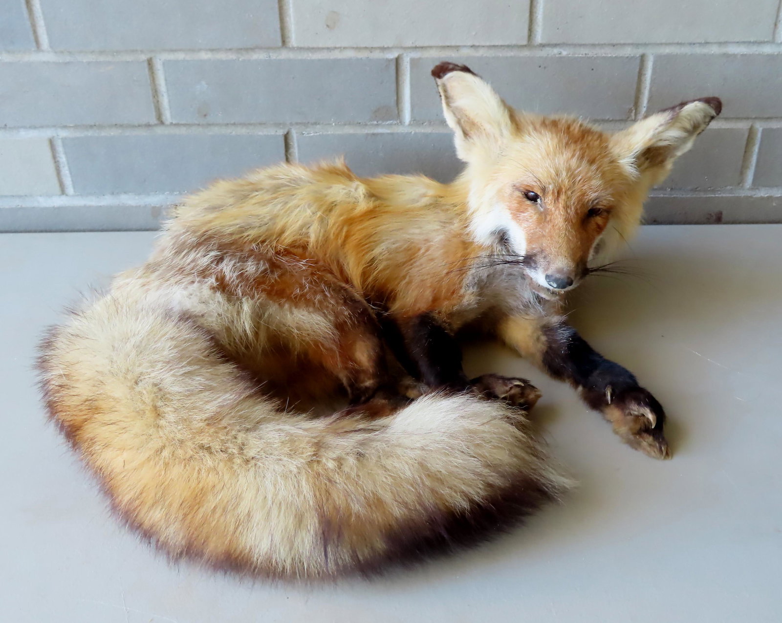 A mounted resting red fox, very good condition.: A mounted resting red fox, very good condition. Measures 19"L x 14"W x 7 1/2"H. 20th century.