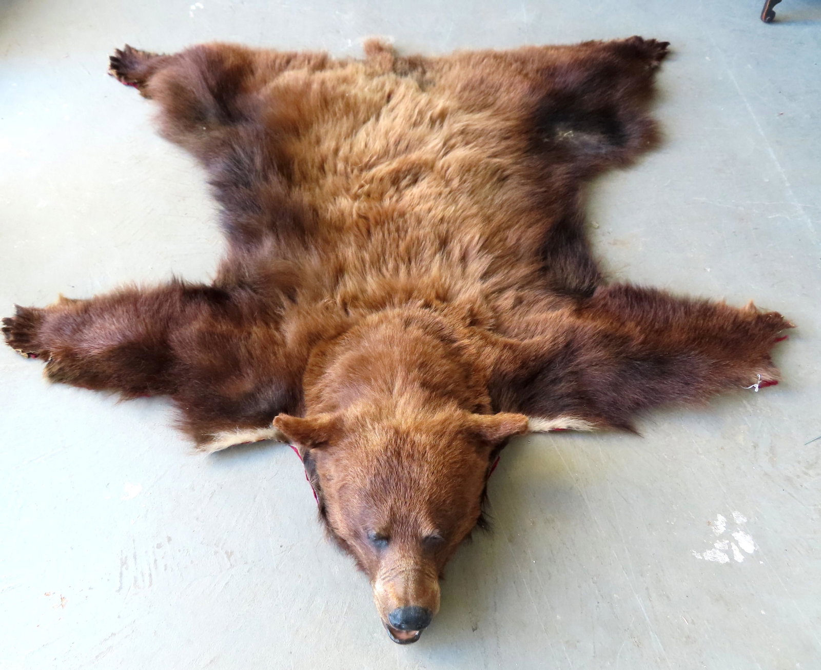 A brown bear rug with full head and claws - losses to: A brown bear rug with full head and claws - losses to some claws, some separation of velvet that is attached to bottom of mount, otherwise good condition - see photos. Measures 74"L x 64"W. 20th centu